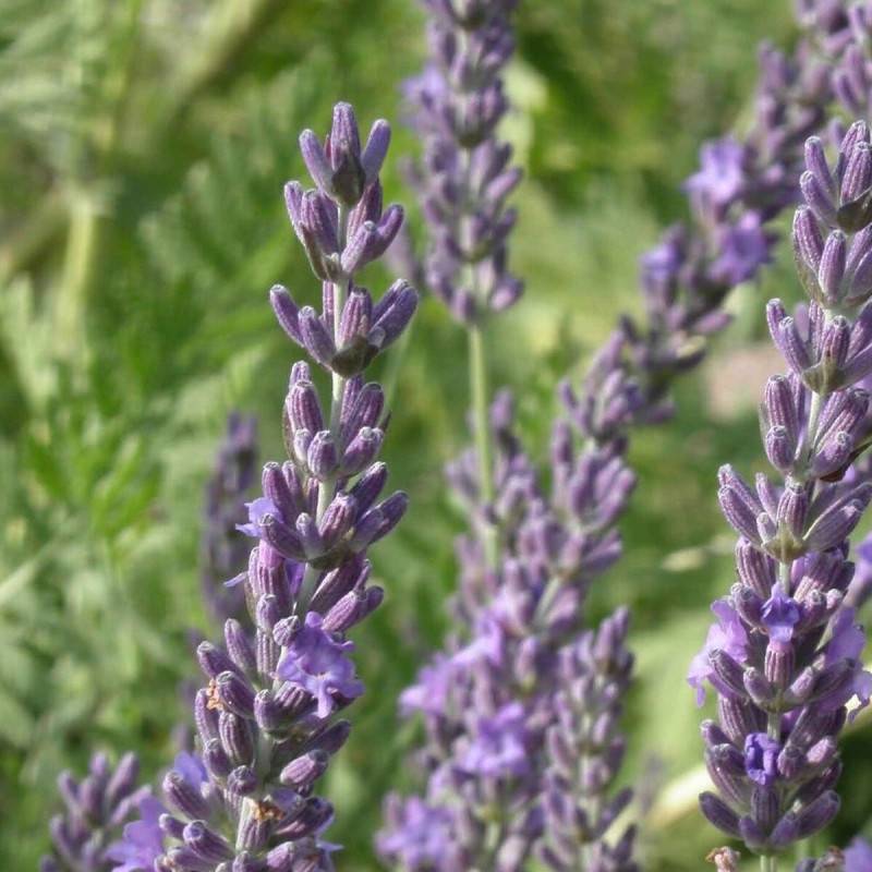 Lavande Grosso, Lavandin à fleurs Bleue - feuillage Persistant - Pot de 12L - 50/60 cm- hauteur à maturité De 0,50 m à 1,00 m - Image 10