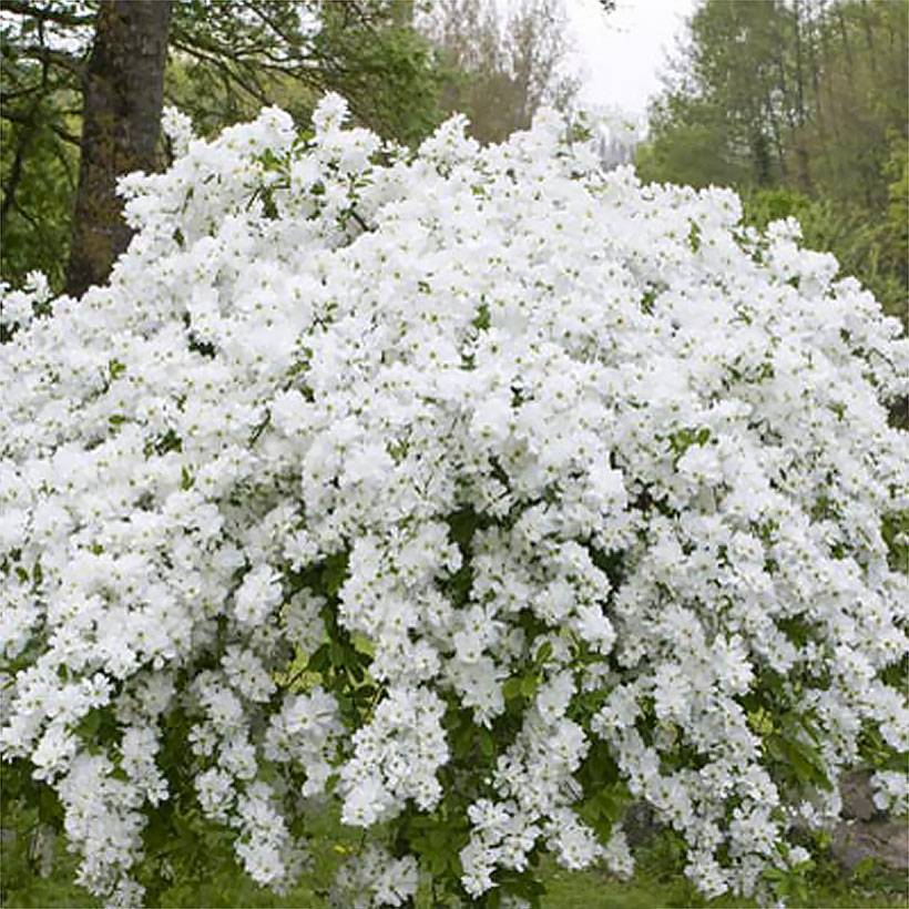 Promesse de Fleurs - Exochorda racemosa Snow Mountain - Arbuste aux perles Pot de 3L/4L