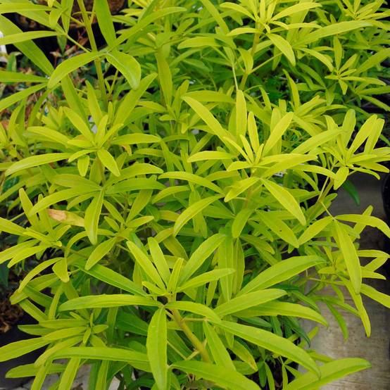 Choisya Aztec Gold - Oranger du Mexique Pot de 7,5L/10L - Image 1