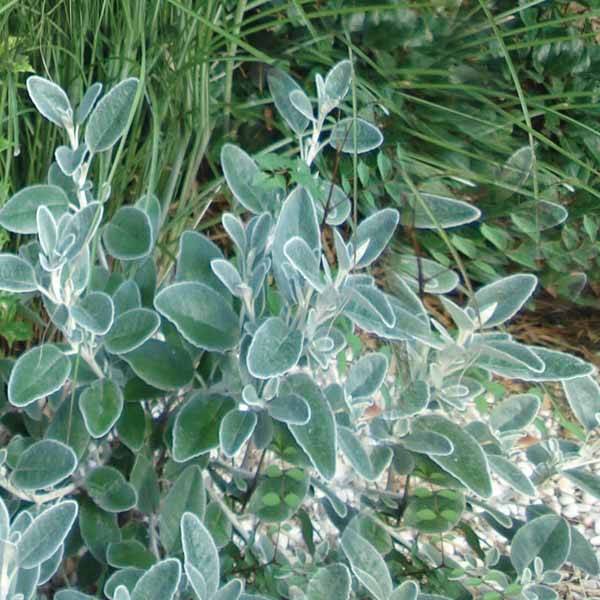 Sauge officinale Berggarten Pot de 1,5L/2L