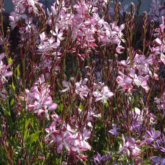Gaura lindheimeri Rosy Jane Pot de 2L/3L
