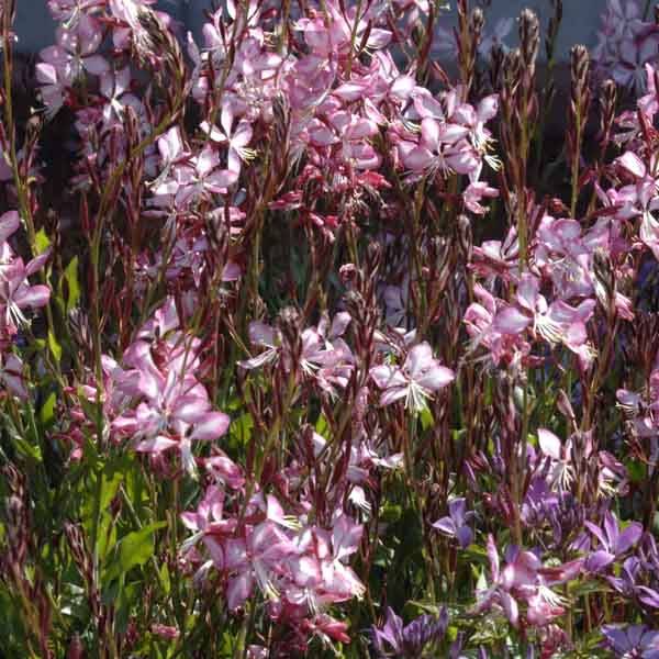 Gaura lindheimeri Rosy Jane Pot de 2L/3L