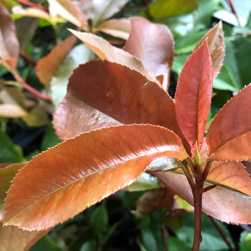 Promesse de Fleurs - Photinia fraseri Red Robin Blood Godet de 8/9 cm - Image 1