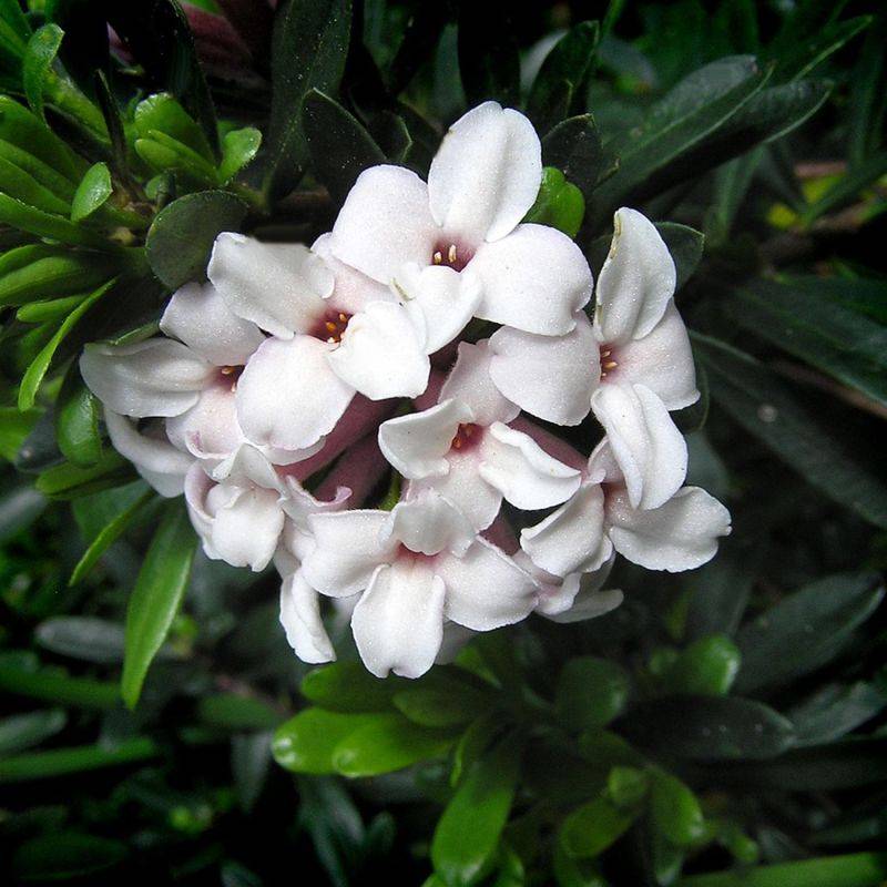 Daphné hybride 'Eternal Fragrance' ® (Daphne x transatlantica 'Eternal Fragrance' ®) - Godet 9cm - Pépinières Naudet