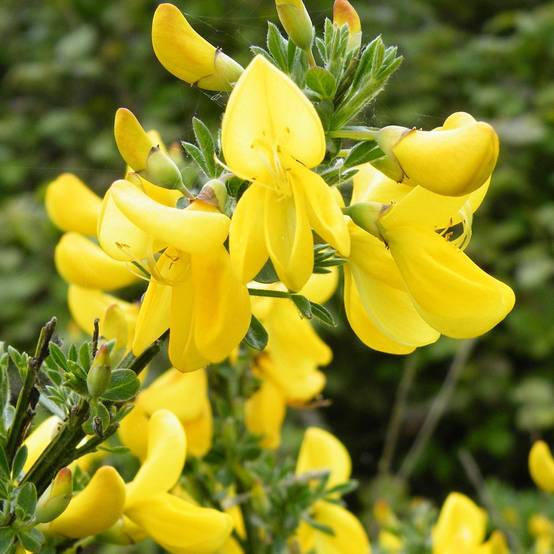 Promesse de Fleurs - Genêt à balais - Cytisus scoparius Vanesse Pot de 2L/3L - Image 1