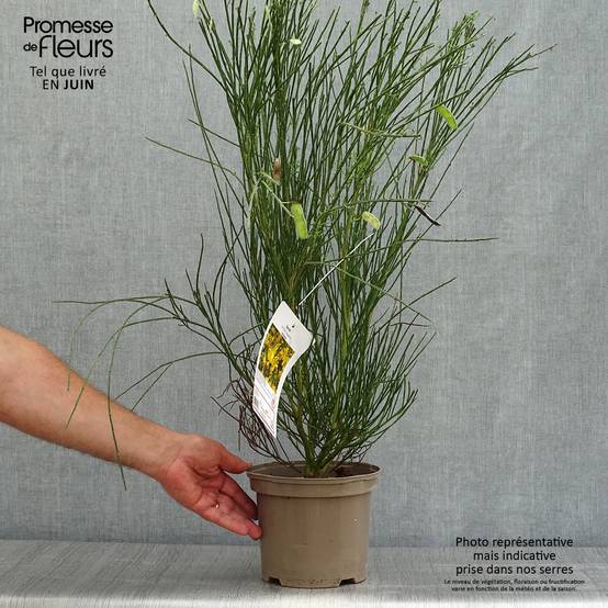 Promesse de Fleurs - Genêt à balais - Cytisus scoparius Vanesse Pot de 2L/3L - Image 2