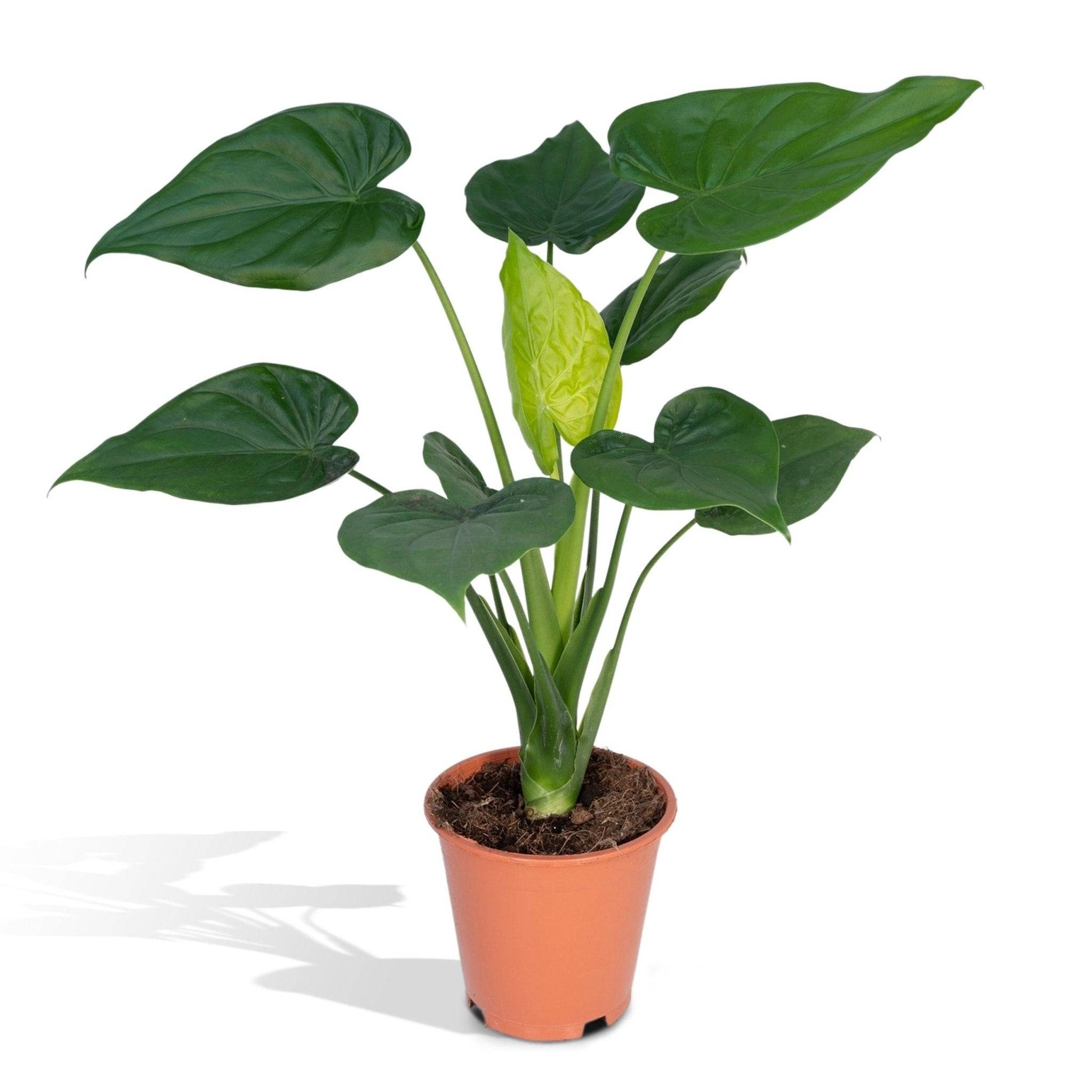 La Green Touch - Alocasia Cucullata 55cm - Plante d'intérieur- La Green Touch x Une seule - Image 2