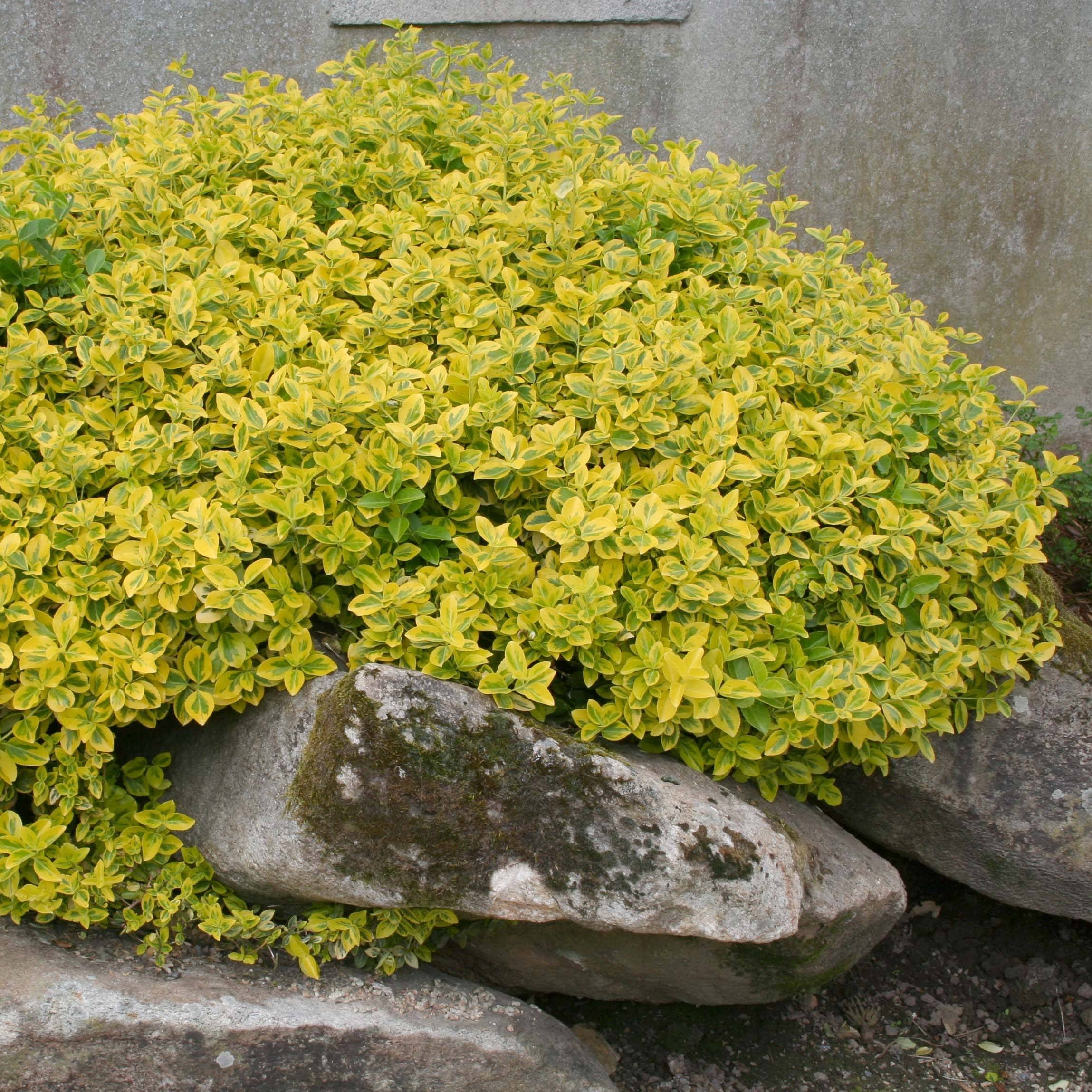 Euonymus fortunei Emerald 'n gold - Fusain Pot de 1L/1,5L - Image 1