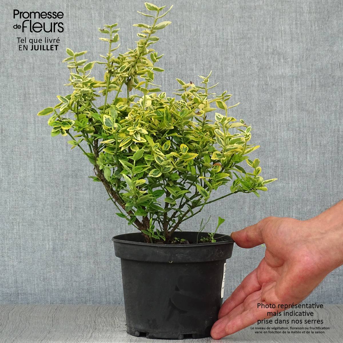 Euonymus fortunei Emerald 'n gold - Fusain Pot de 1L/1,5L - Image 2