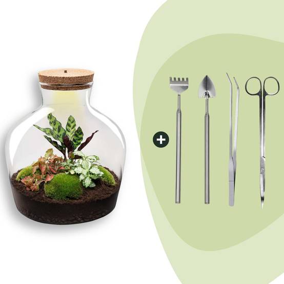 Terrarium à composer bouteille en verre recyclé - Ø29-H30cm - avec kit 4 outils - Calathea Fittonia - Terrarium DIY - Image 1