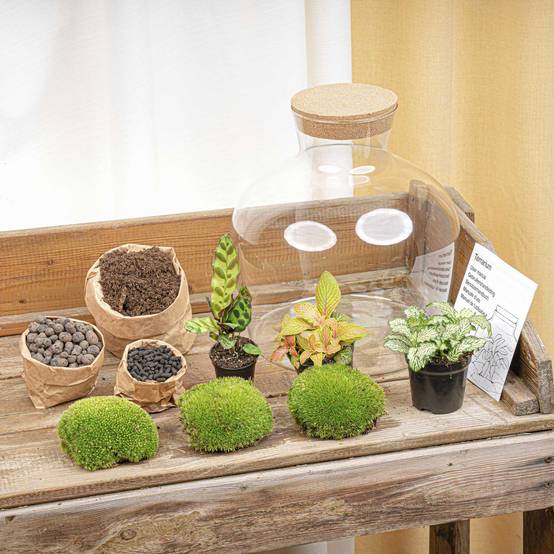 Terrarium à composer bouteille en verre recyclé - Ø29-H30cm - avec kit 4 outils - Calathea Fittonia - Terrarium DIY - Image 3