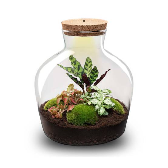 Terrarium à composer bouteille en verre recyclé - Ø29-H30cm - avec kit 4 outils - Calathea Fittonia - Terrarium DIY - Image 4
