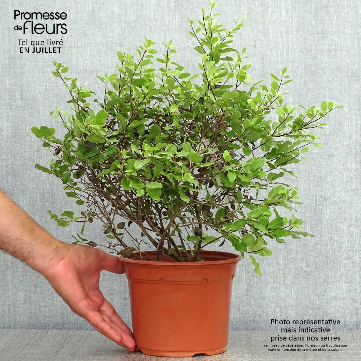 Pittosporum tenuifolium Tom Thumb - Pittosporum à petites feuilles Pot de 2L/3L - Image 2