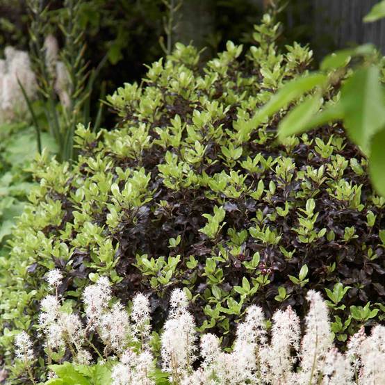 Pittosporum tenuifolium Tom Thumb - Pittosporum à petites feuilles Pot de 2L/3L - Image 1