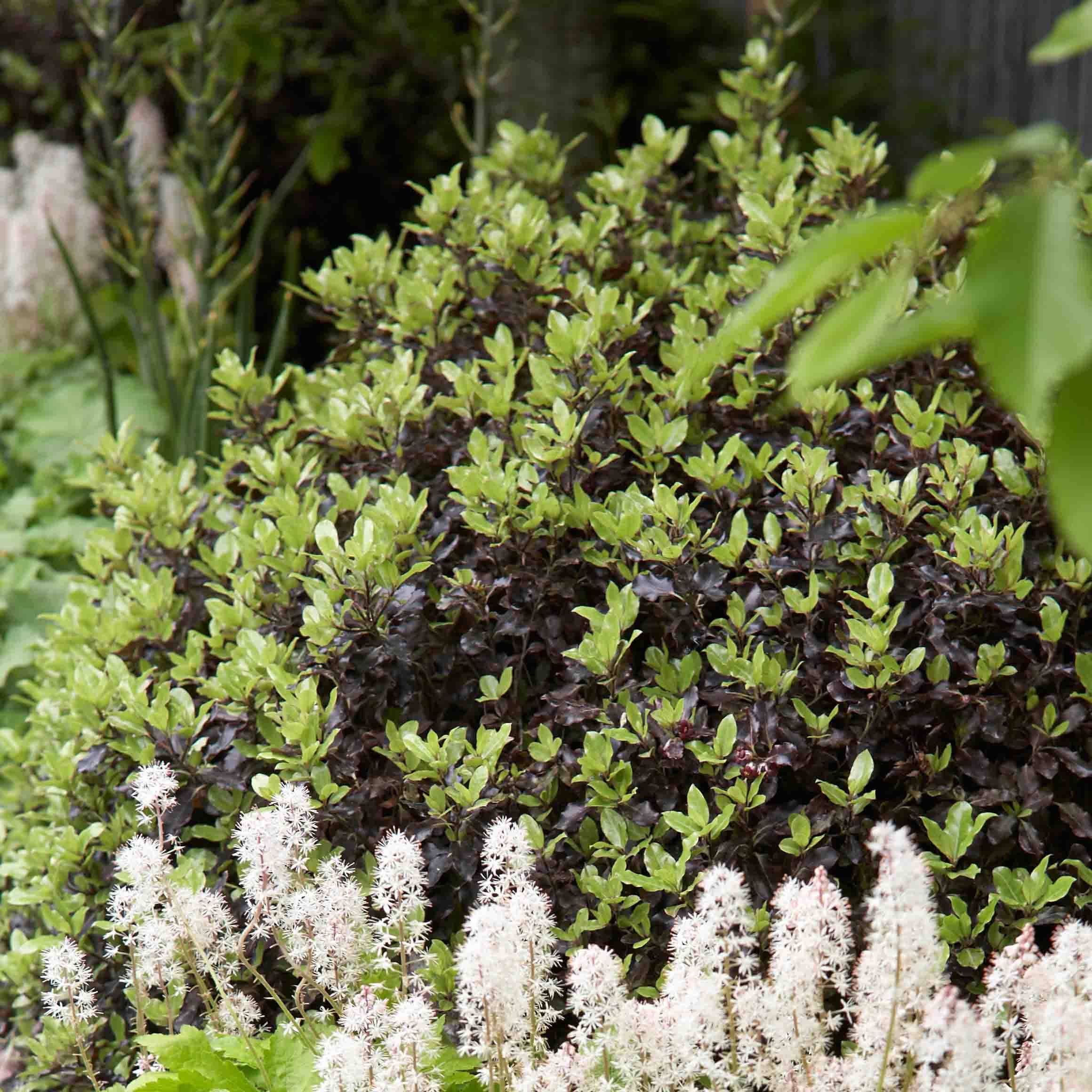 Pittosporum tenuifolium Tom Thumb - Pittosporum à petites feuilles Pot de 2L/3L - Image 1