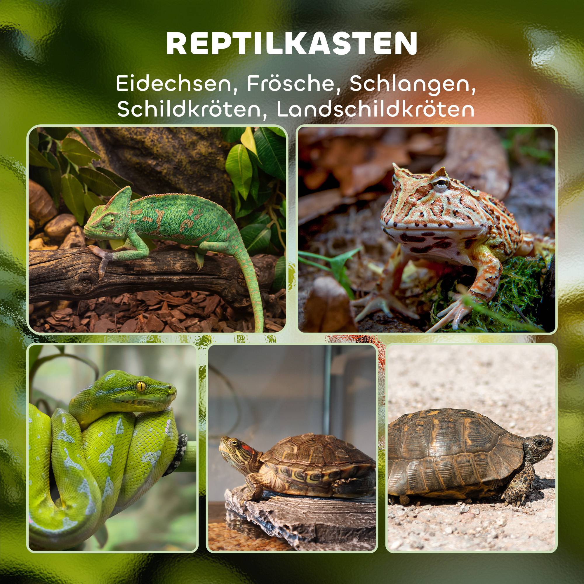 Terrarium en verre noir 45 x 45 x 60 cm - PANGIVO - Image 6