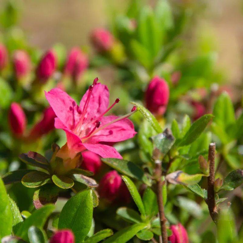 Azalée du Japon 'Anne Franck' (Azalea japonica 'Anne Franck') - Godet 9cm - Pépinières Naudet