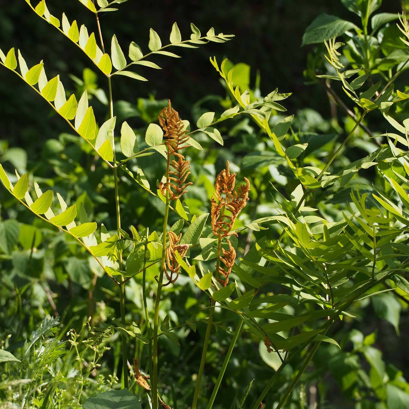 Promesse de Fleurs - Osmunda japonica - Fougère Godet de 8/9 cm