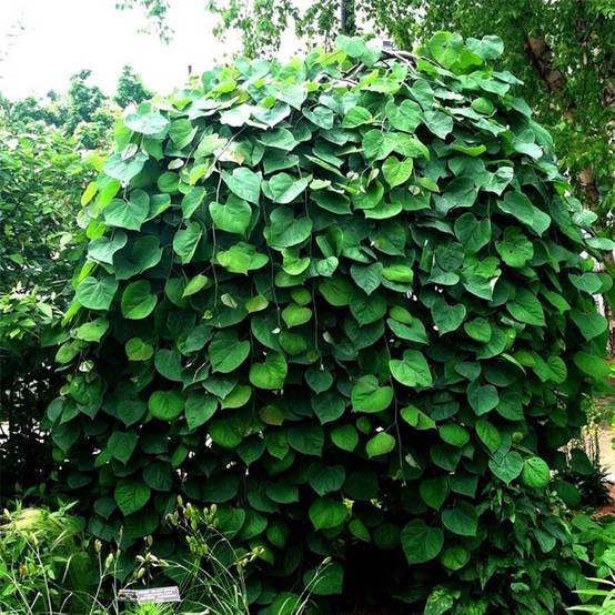 Cercis canadensis Vanilla Twist - Gainier du Canada pleureur blanc Pot de 4L/5L, Baliveau - Image 1