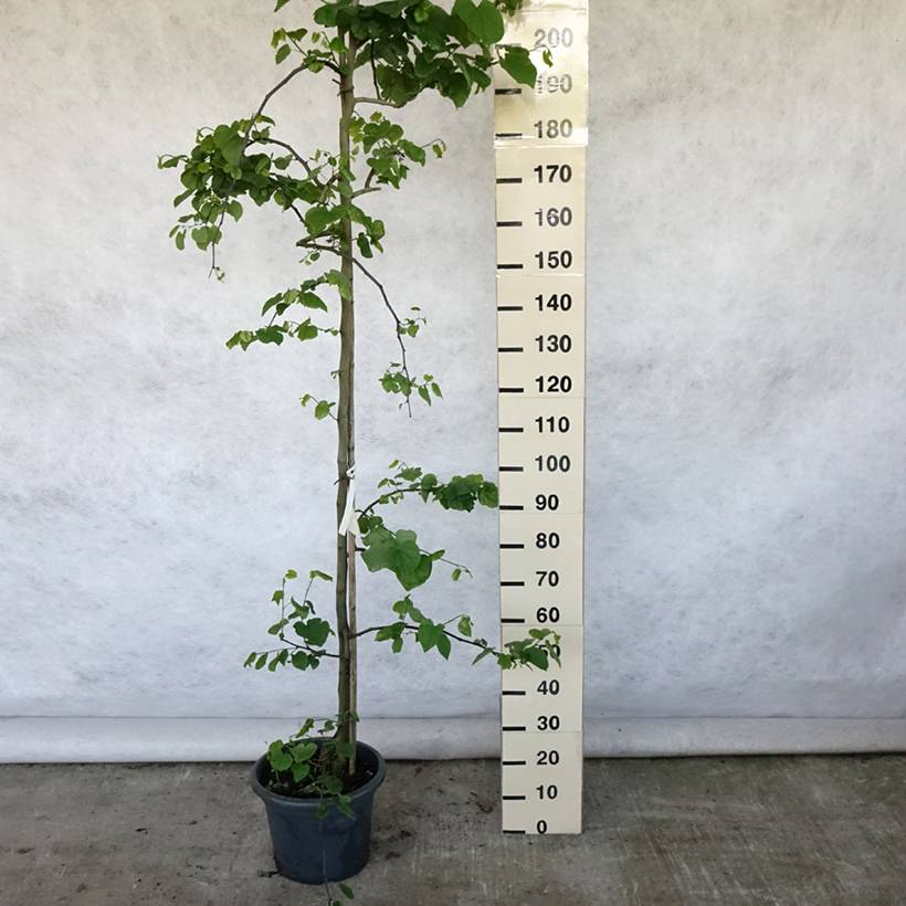 Cercis canadensis Vanilla Twist - Gainier du Canada pleureur blanc Pot de 4L/5L, Baliveau - Image 2