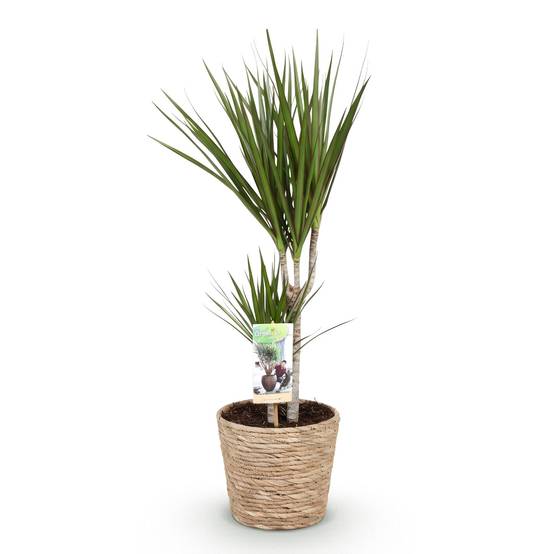 Dracaena Marginata - Pot de 17cm - Plantes d'intérieur - Image 2