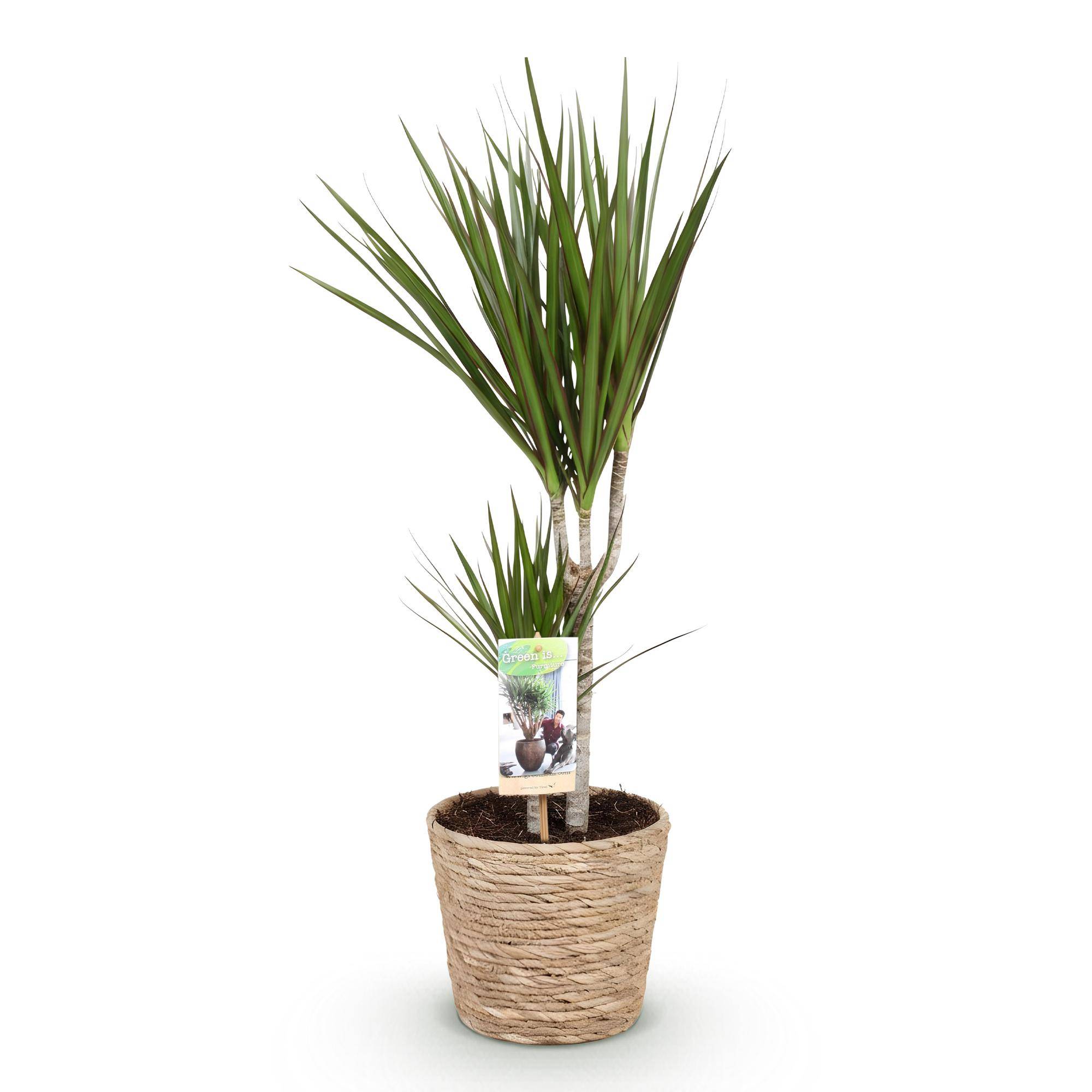 Dracaena Marginata - Pot de 17cm - Plantes d'intérieur - Image 2