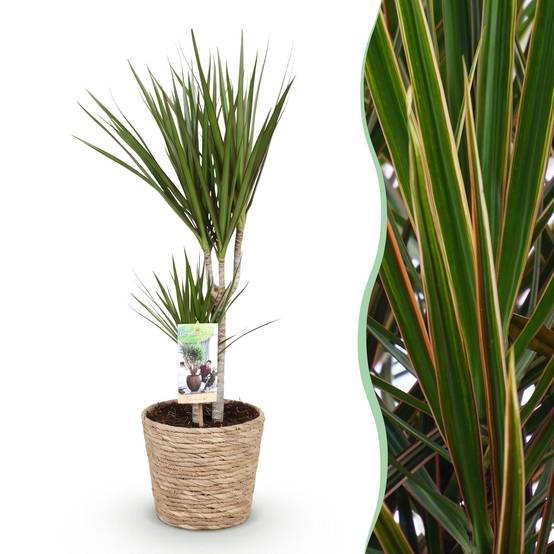 Dracaena Marginata - Pot de 17cm - Plantes d'intérieur - Image 1