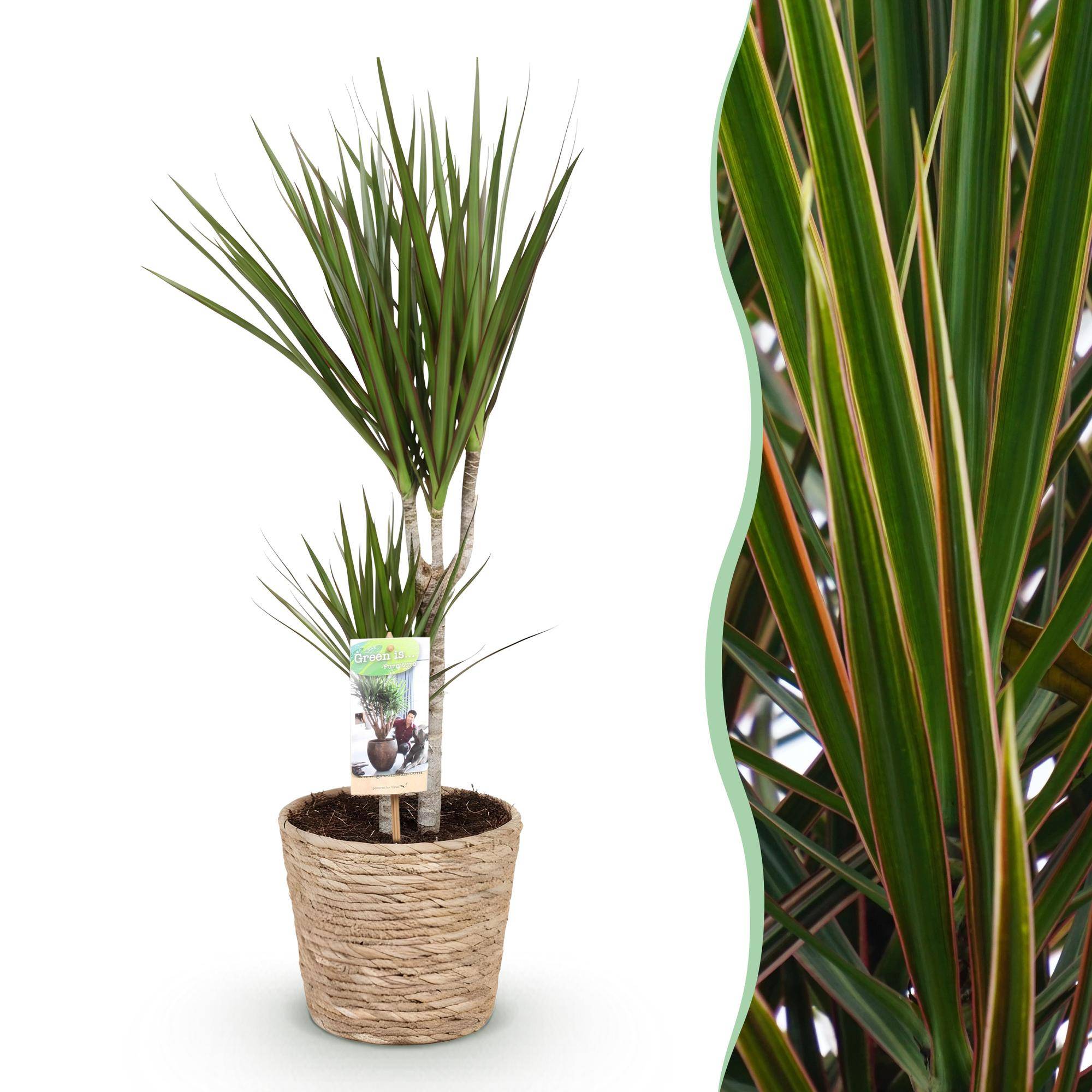 Dracaena Marginata - Pot de 17cm - Plantes d'intérieur - Image 1