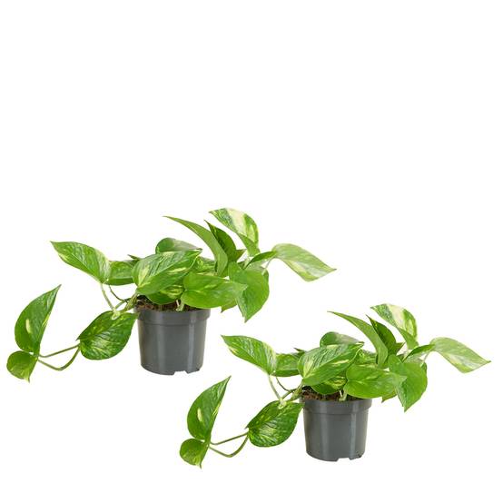 Lot de 2 - Scindapsus Aureum - Pothos doré - Plante suspendue - H. 10-20 cm - P. 12 cm - Image 1