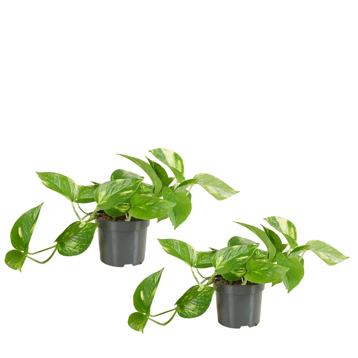 Lot de 2 - Scindapsus Aureum - Pothos doré - Plante suspendue - H. 10-20 cm - P. 12 cm - Image 1