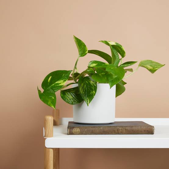 Lot de 2 - Scindapsus Aureum - Pothos doré - Plante suspendue - H. 10-20 cm - P. 12 cm - Image 2