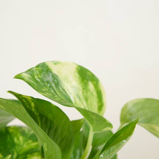 Lot de 2 - Scindapsus Aureum - Pothos doré - Plante suspendue - H. 10-20 cm - P. 12 cm - Image 4