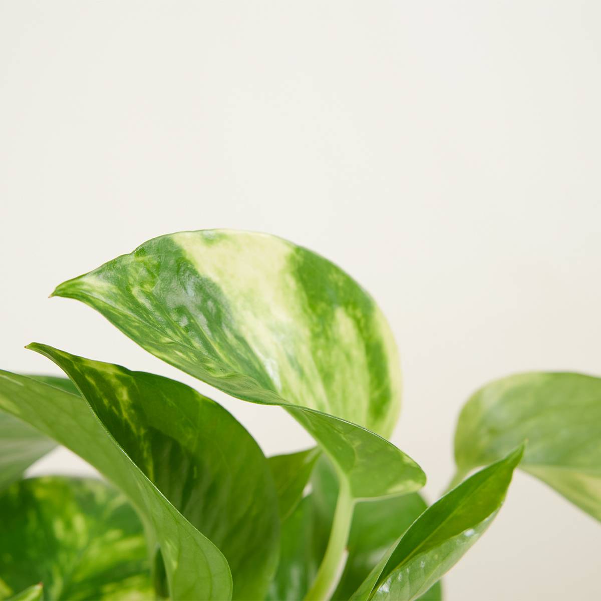 Lot de 2 - Scindapsus Aureum - Pothos doré - Plante suspendue - H. 10-20 cm - P. 12 cm - Image 4