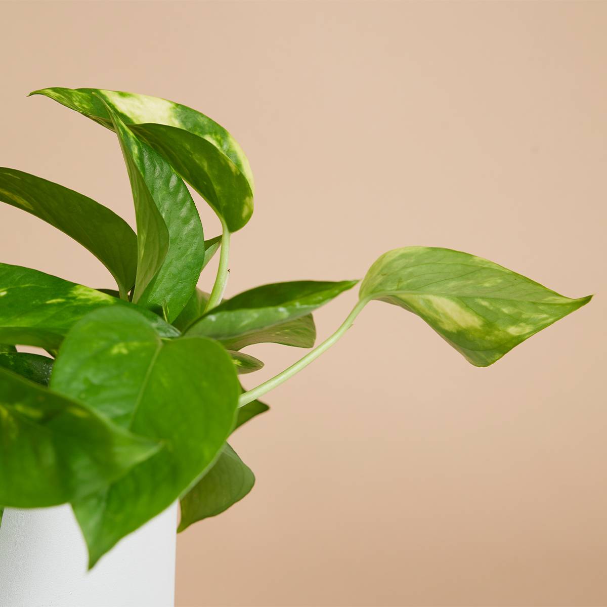 Lot de 2 - Scindapsus Aureum - Pothos doré - Plante suspendue - H. 10-20 cm - P. 12 cm - Image 3