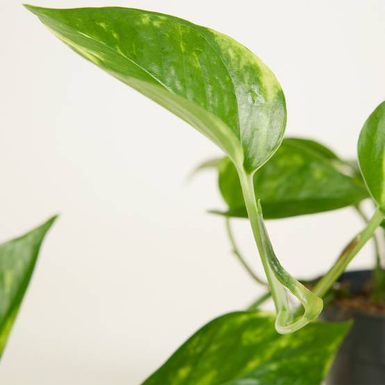 Lot de 2 - Scindapsus Aureum - Pothos doré - Plante suspendue - H. 10-20 cm - P. 12 cm - Image 5