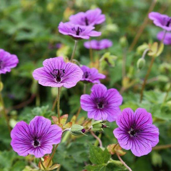 Promesse de Fleurs - Geranium vivace Daily Purple Godet de 8/9 cm