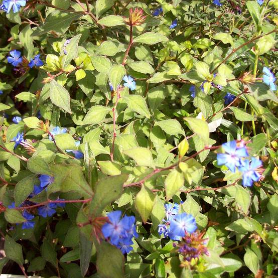 Ceratostigma griffithii, Dentelaire Pot de 2L/3L