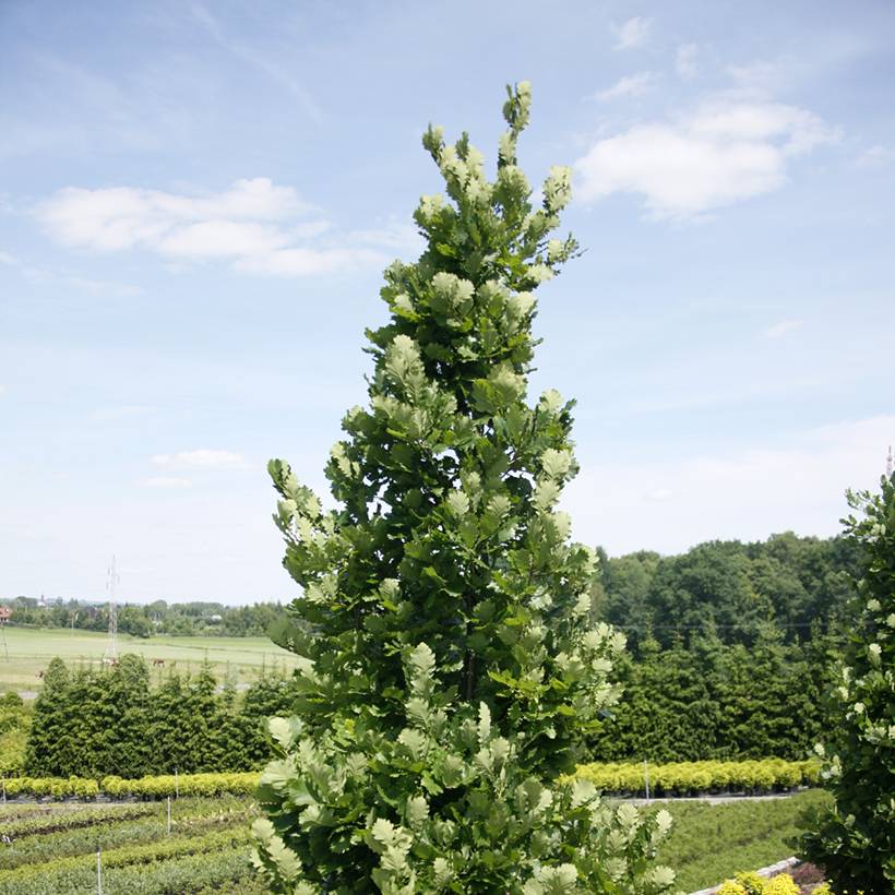 Promesse de Fleurs - Chêne Monument - Quercus Pot de 4L/5L
