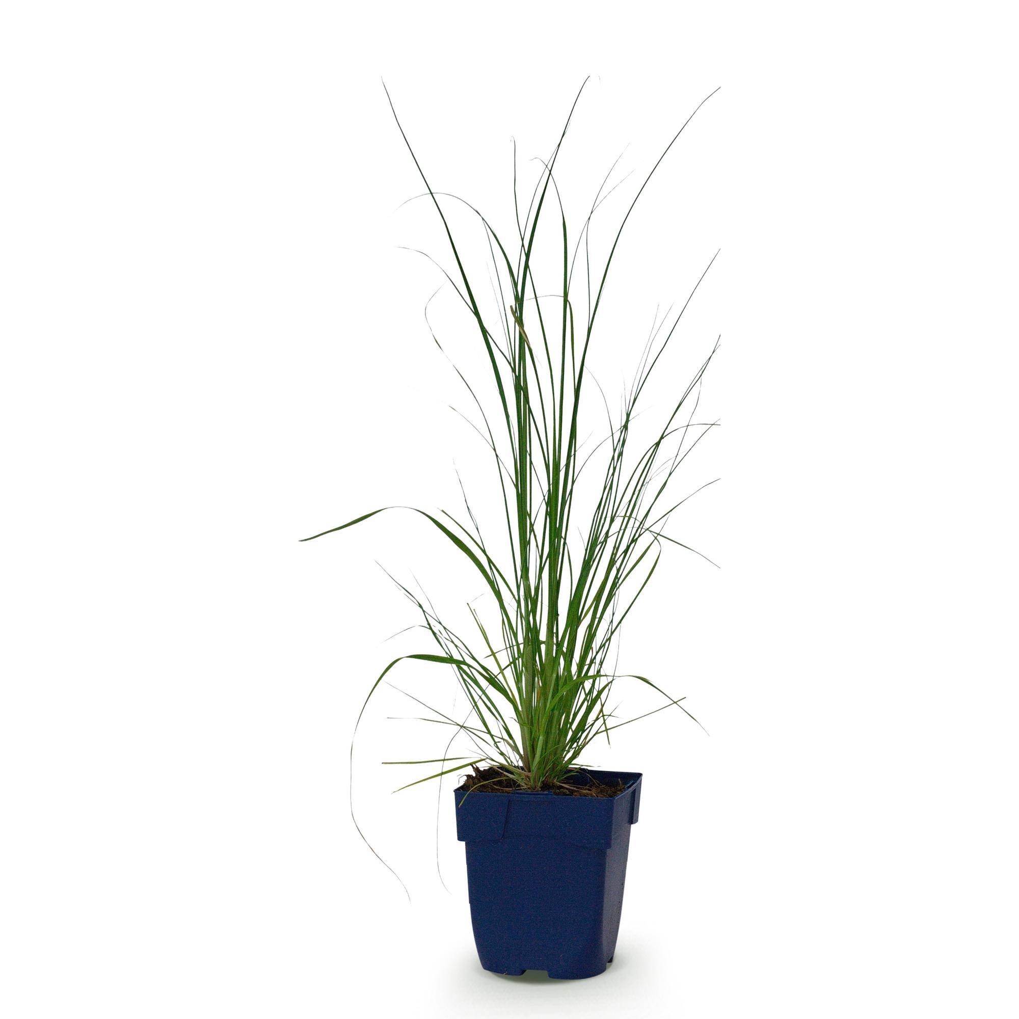 Herbe de la pampa naine 'Pumila' (Cortaderia selloana) - graminée à plumets - Pot 11 cm - Hauteur 25 cm - 1 plant - Plantes d'intérieur - Image 2