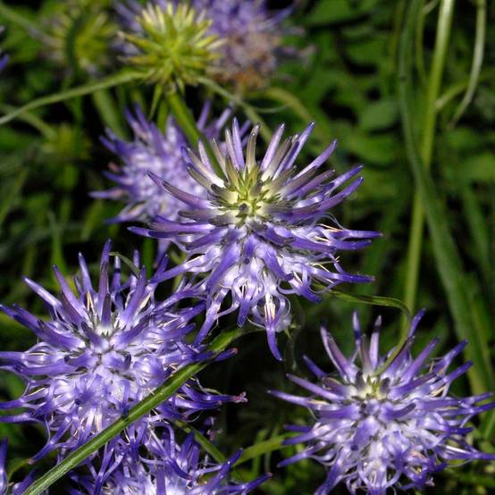 Phyteuma scheuchzeri - Raiponce de Scheuchzer Godet de 8/9 cm