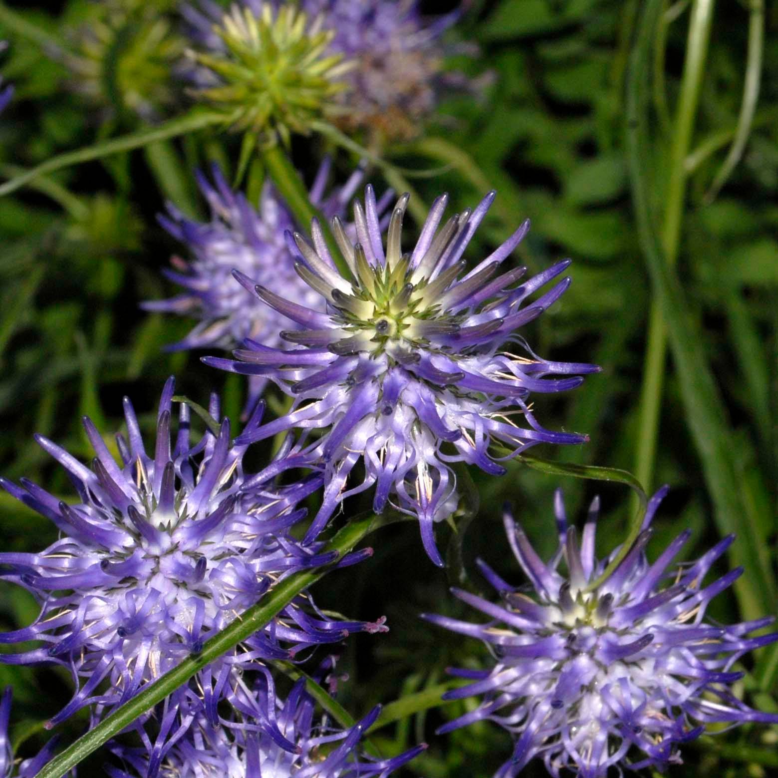 Phyteuma scheuchzeri - Raiponce de Scheuchzer  Godet de 8/9 cm