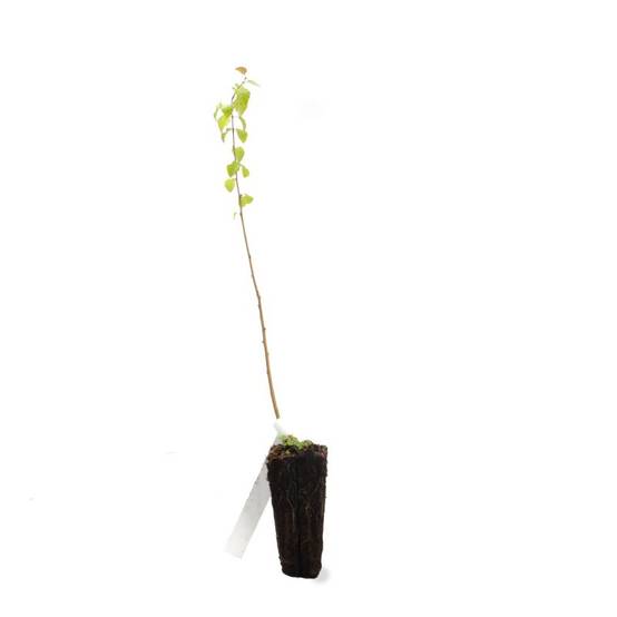 Bouleau pubescent (Betula pubescens) - Godet - Taille 20/40cm - Pépinières Naudet - Image 3
