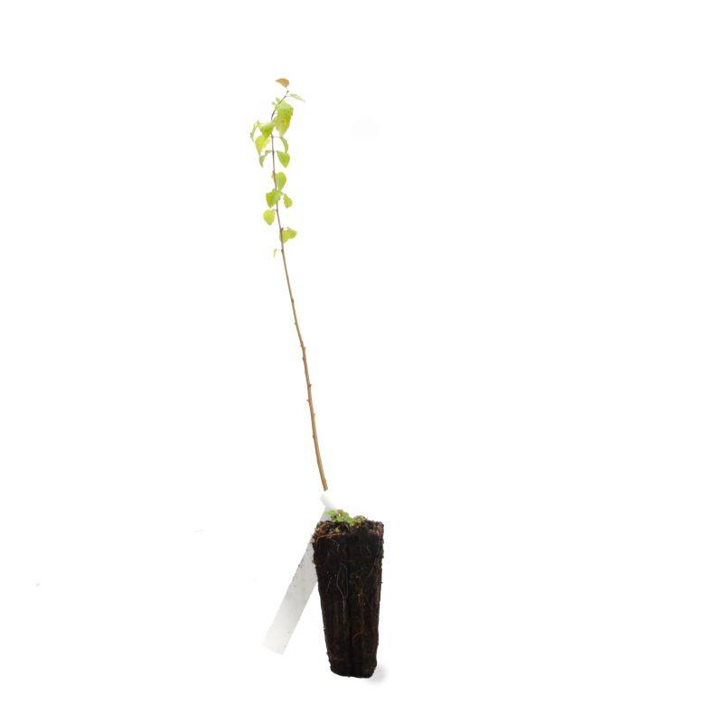 Bouleau pubescent (Betula pubescens) - Godet - Taille 20/40cm - Pépinières Naudet - Image 3