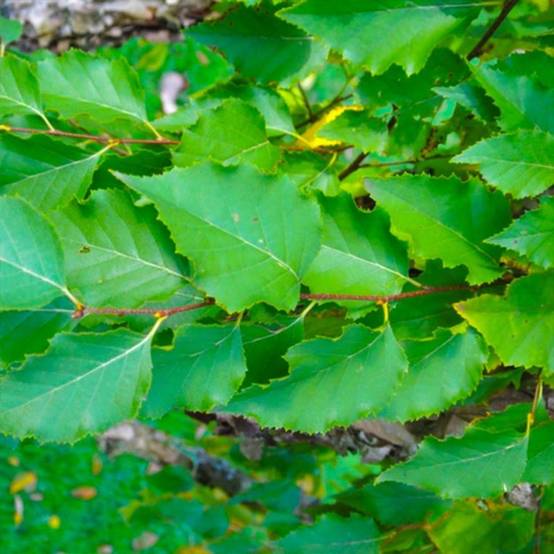 Bouleau pubescent (Betula pubescens) - Godet - Taille 20/40cm - Pépinières Naudet - Image 2