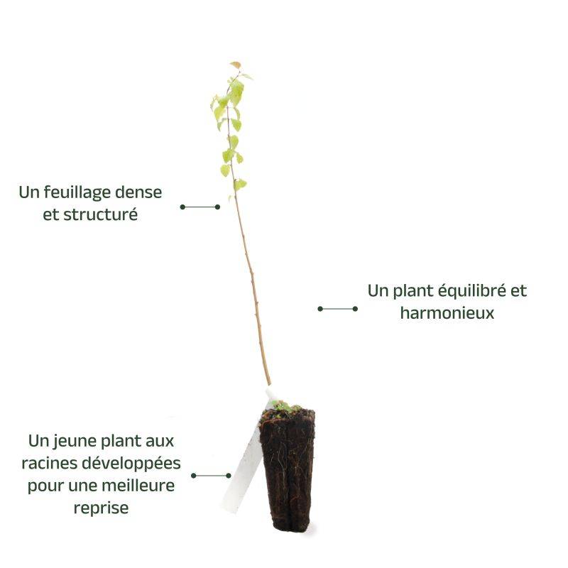 Bouleau pubescent (Betula pubescens) - Godet - Taille 20/40cm - Pépinières Naudet - Image 4
