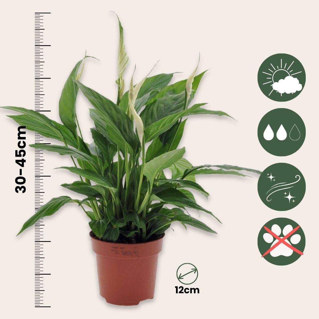 Plant In A Box - Fleur de lune - Set de 2 - Spathiphyllum 'Torelli' - Hauteur 30-45cm - ⌀12cm - Image 6