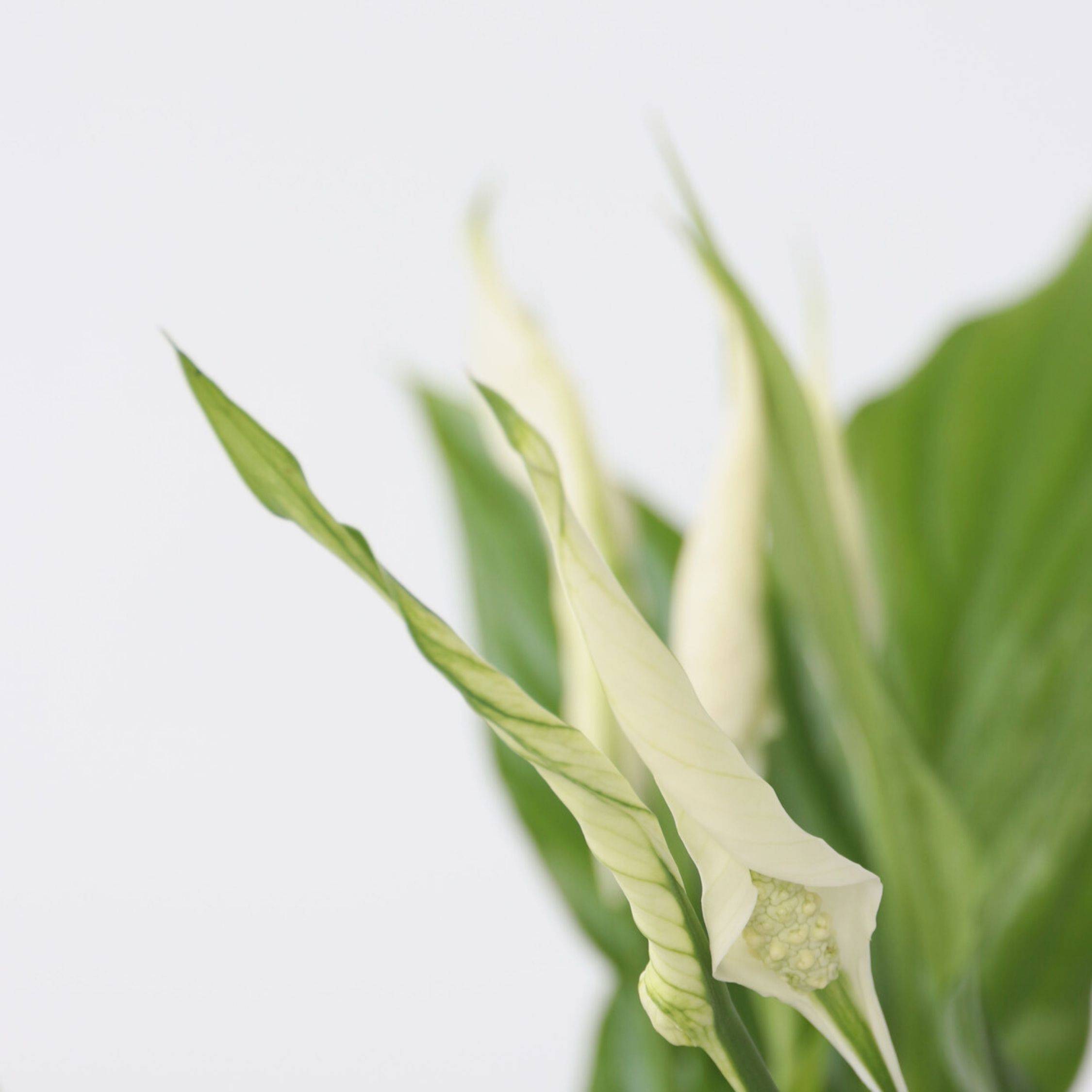 Plant In A Box - Fleur de lune - Set de 2 - Spathiphyllum 'Torelli' - Hauteur 30-45cm - ⌀12cm - Image 4