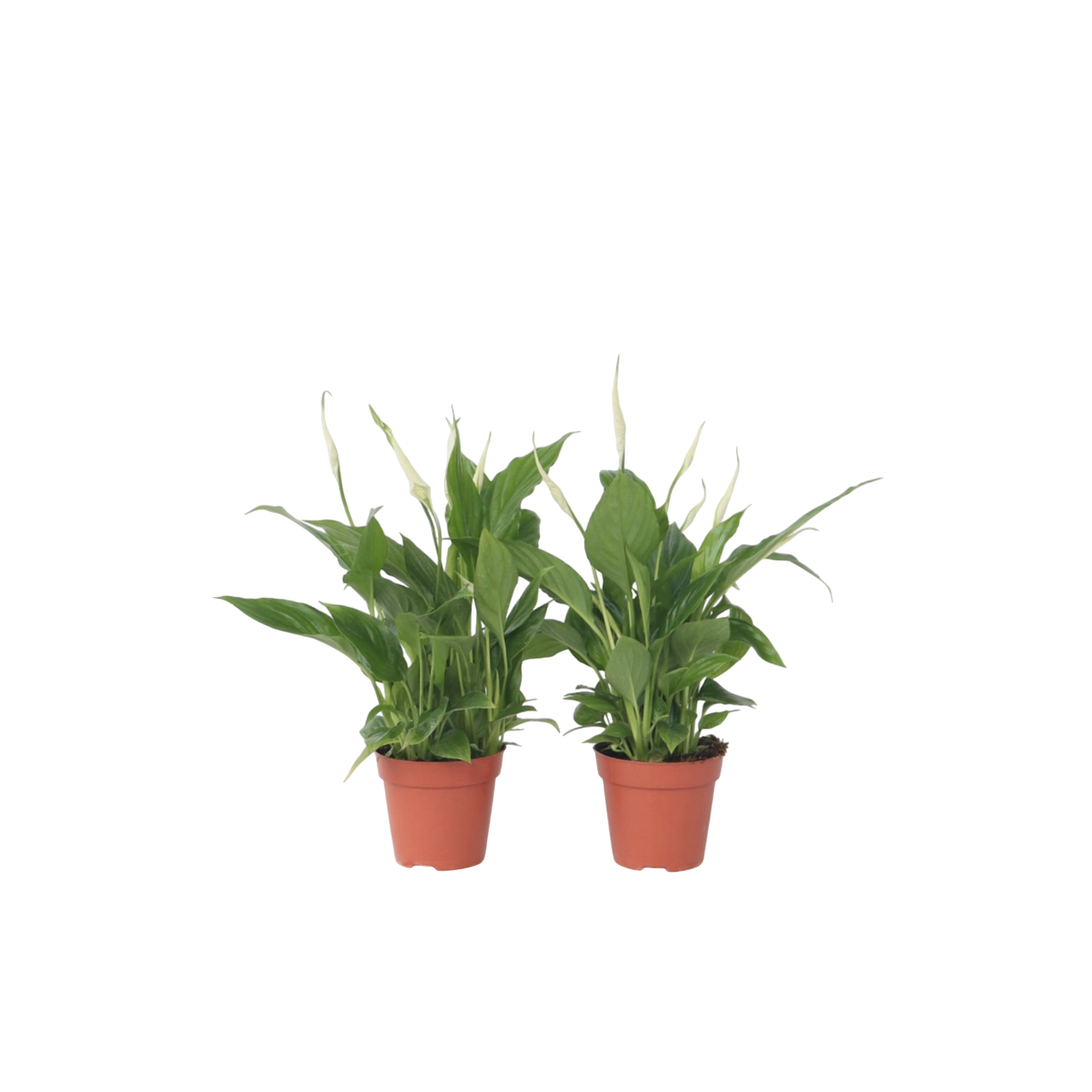 Plant In A Box - Fleur de lune - Set de 2 - Spathiphyllum 'Torelli' - Hauteur 30-45cm - ⌀12cm - Image 1