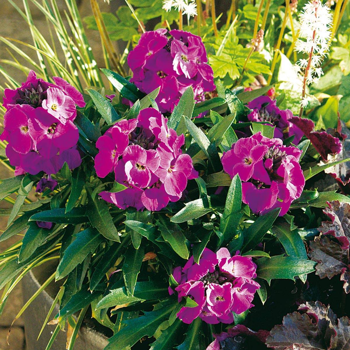 Promesse de Fleurs - Giroflée vivace - Erysimum Winter Joy Mini-motte Ø 3/4 cm, Plant vert de 3 à 5 cm de haut environ (par 3)