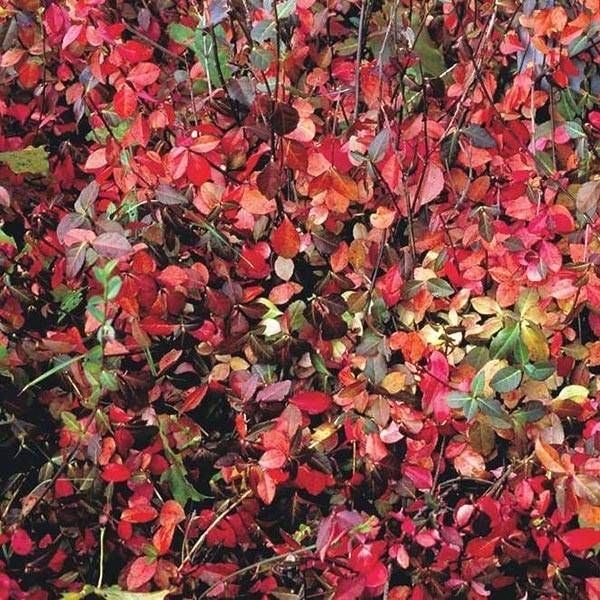 Euonymus fortunei Coloratus - Fusain rampant Godet de 8/9 cm